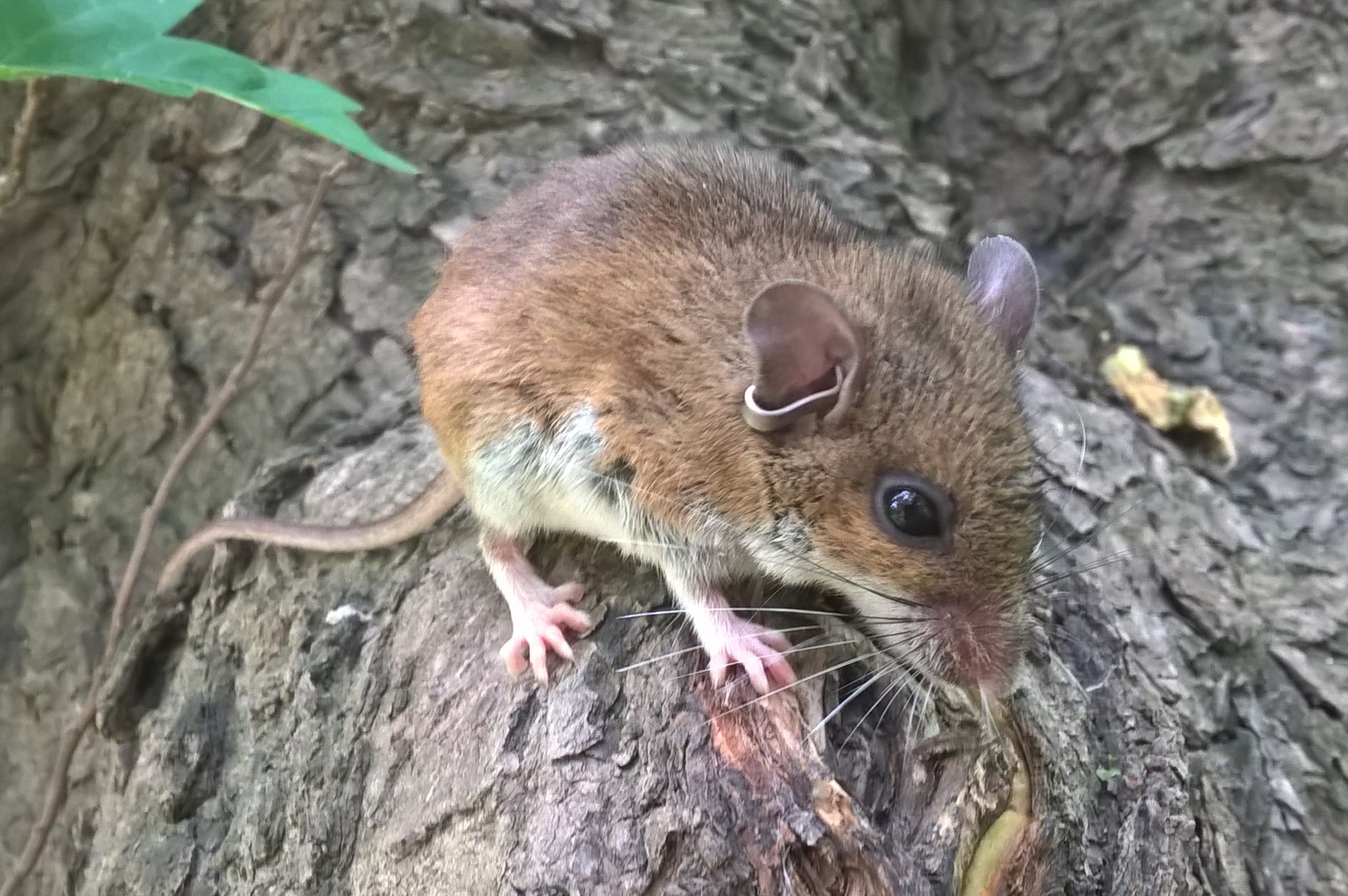 Deer mouse (Peromyscus maniculatus) U.S. Geological Survey